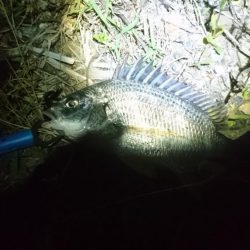 またまたチニング