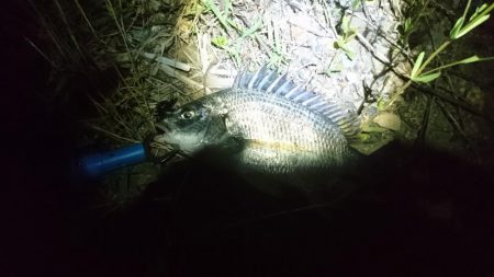 またまたチニング