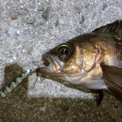 サバ狙いでメバリング？！