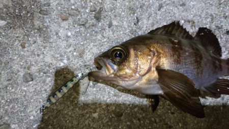 サバ狙いでメバリング？！