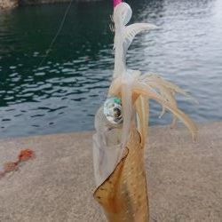 アオリ、キロ達成成らず。