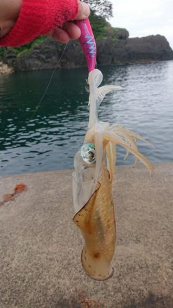 アオリ、キロ達成成らず。