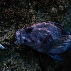 地磯でショアジギ