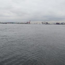 シーサイドコスモでツバス