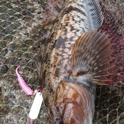 投げ釣り合間にカレイング