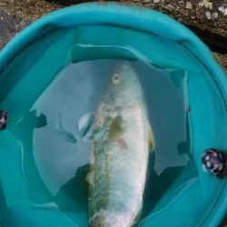 今日はシブイしバラシも多かった