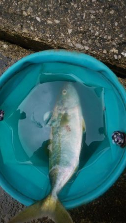 今日はシブイしバラシも多かった