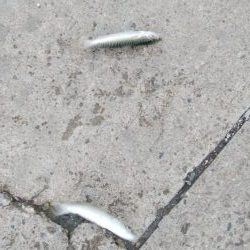 雨の合間にサクッと釣行