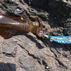 ガシラとコロッケ