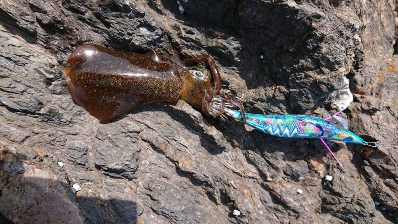 ガシラとコロッケ