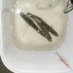 ナイトルアーフィッシング　シーバス