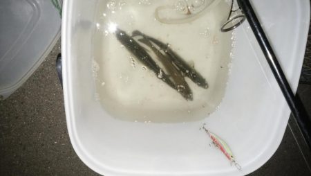 ナイトルアーフィッシング　シーバス