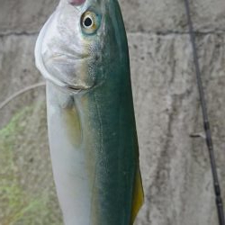 ライトショアジギング