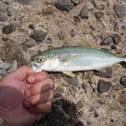 今年初青物も小さい小さい小ブリちゃん