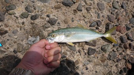今年初青物も小さい小さい小ブリちゃん