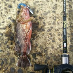 【苅田港】シーバス調査