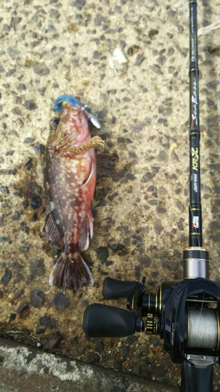 【苅田港】シーバス調査