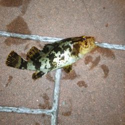 ライトロックゲーム