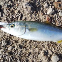 南が来てたら北も来るやろ！