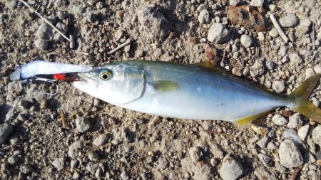 南が来てたら北も来るやろ！