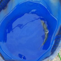 強風で流されてきたのかな？