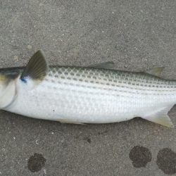 今日は何祭り？