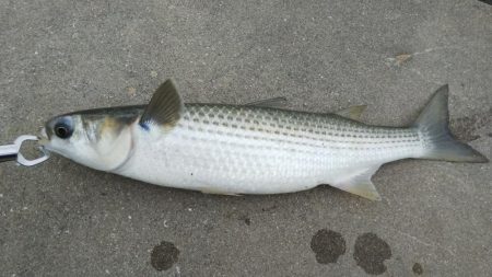 今日は何祭り？