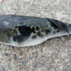 ツバス祭り到来！