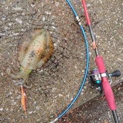 エギング&キス釣り