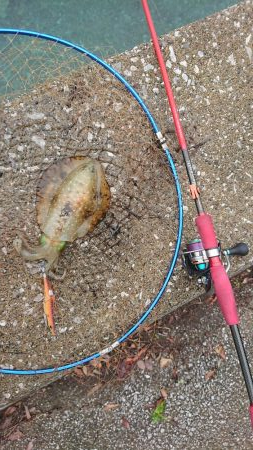 エギング&キス釣り