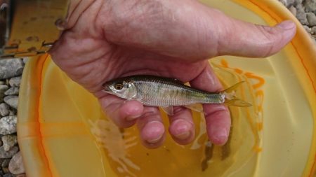 明石川・小物釣り