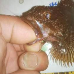 ずぶ濡れアジング