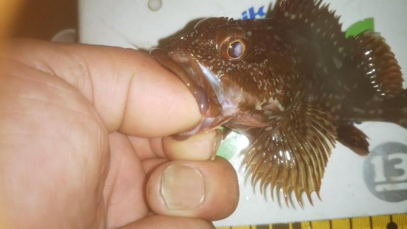 ずぶ濡れアジング