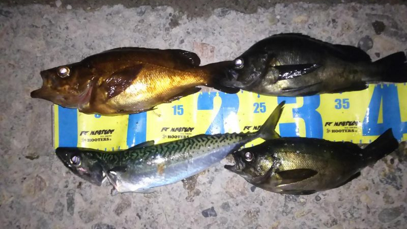 メバル終盤戦②