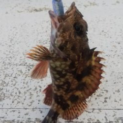 ガッシー&ツバス