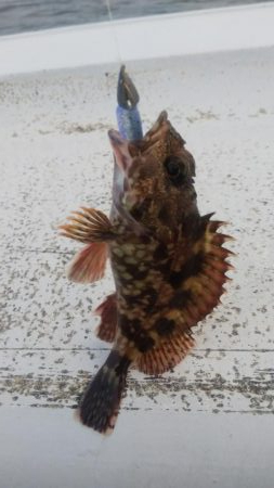 ガッシー&ツバス