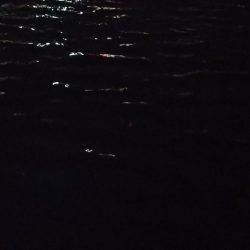 日没後　アジ釣れた