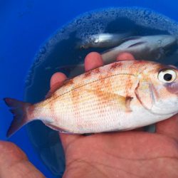 豆アジ　ハイシーズン突入？