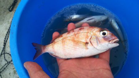 豆アジ　ハイシーズン突入？