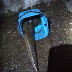 タチウオ狙いも想定外の高級魚！しかも重量級がっ！