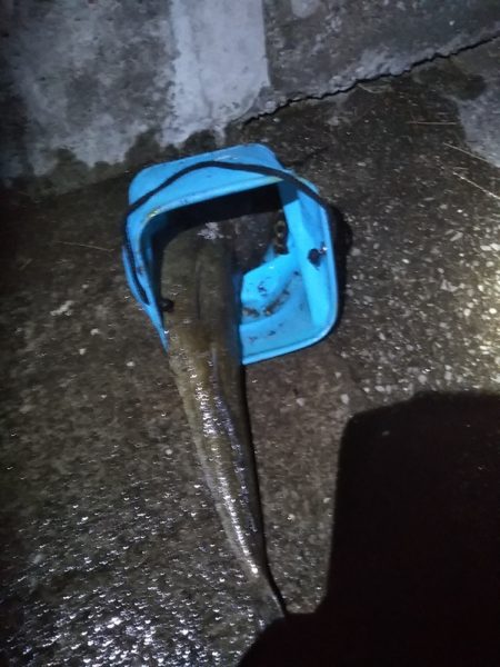 タチウオ狙いも想定外の高級魚！しかも重量級がっ！