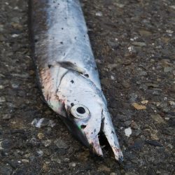 すべて小型のスレてないタチウオ君