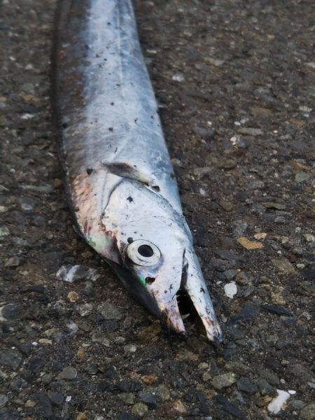 すべて小型のスレてないタチウオ君