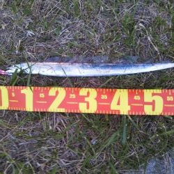 大潮最終日-夕マズメのタチウオジギング