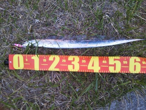 大潮最終日-夕マズメのタチウオジギング