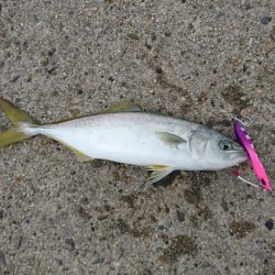 かもめ大橋ツバス