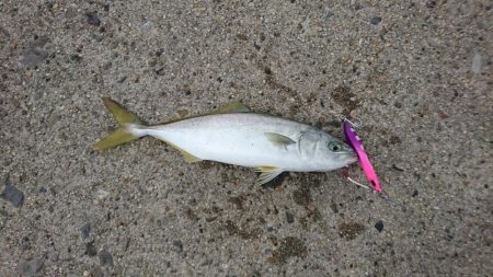 かもめ大橋ツバス