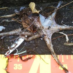 渋いのは自分だけ……夕マズメ