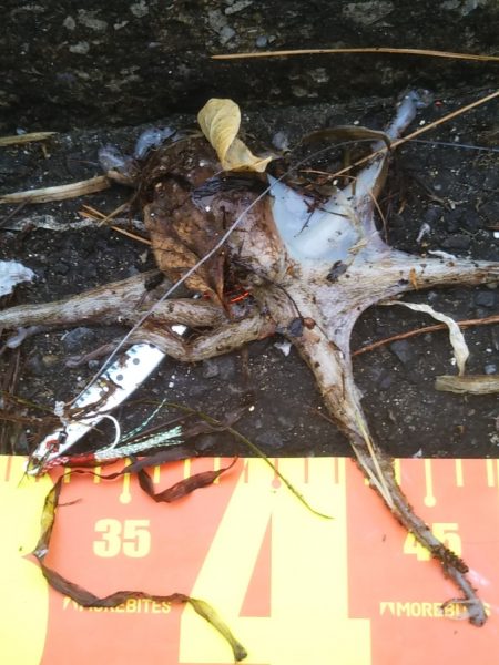 渋いのは自分だけ……夕マズメ