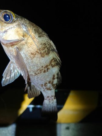 相変わらずのチビ